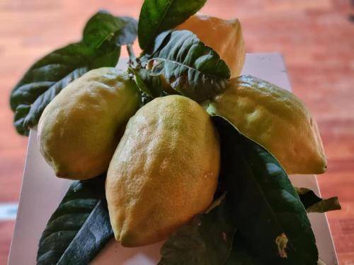 Santa Maria del Cedro Bed & Breakfast | 14 m² Bed and breakfast ∙ 4 guests