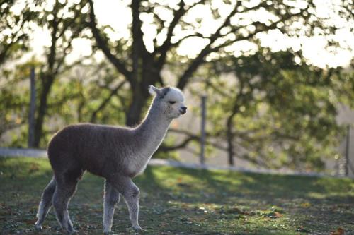 Agriturismo Il Beccafico | Monteluiano