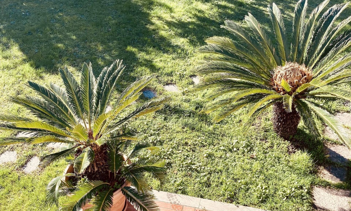 Capanne-Prato-Cinquale Apartment | Comfortable independent apartment, surrounded by greenery, a few minutes from the sea