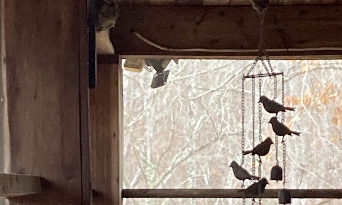 Reserve at Fairystone Cabin | Fairystone Sasquatch Sanctuary Semi-Rustic Cabin ~Private~ near Fairystone Park