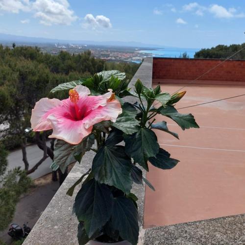 Castiglioncello Apartment | Hibiscus