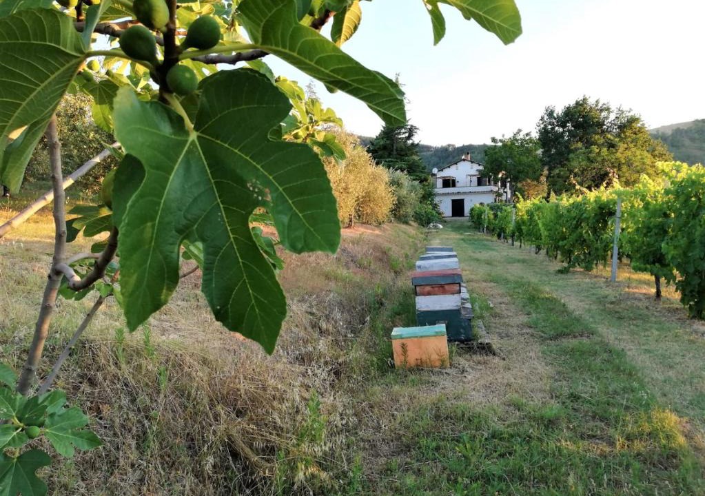 Pieve Salutare Bed & Breakfast | Naturaliterre BnB - Microfattoria