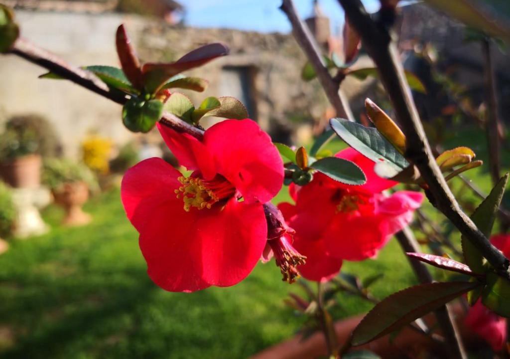 San Nicolo Gerrei Bed & Breakfast | Zia Chiarina