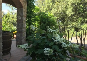 Casa Minuccia