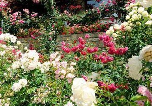 Il giardino di Valentina
