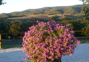 IL PINO: apartment within farmhouse just 15 minutes far from Assisi.