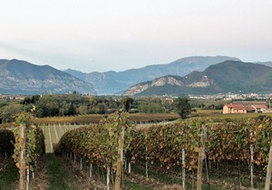 Pinot Blanc - Franciacorta Apartment