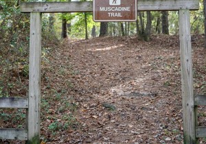 Tentrr State Park Site - Mississippi Roosevelt State Park - Tall Trees D - Sing