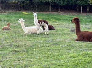 Agriturismo Olivastrella | San Venanzo