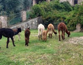 Agriturismo Olivastrella | San Venanzo
