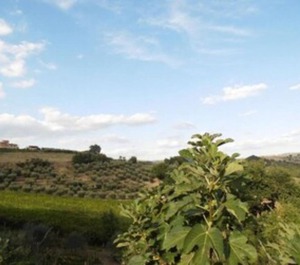 Podere Caldaruccio La Pineta People 