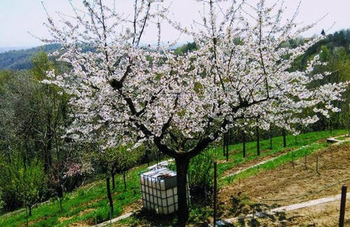 Castellamonte Bed & Breakfast | 18 m² Bed and breakfast ∙ 4 guests