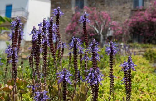 Castellabate Bed & Breakfast | Il Brillocco