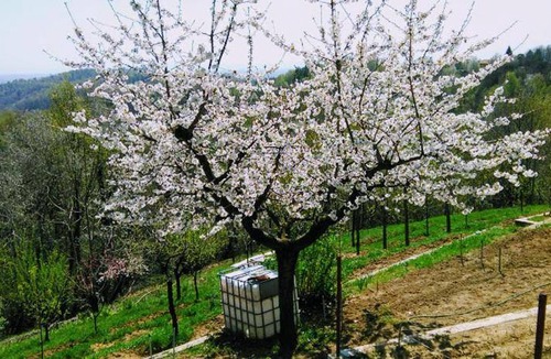 Castellamonte Bed & Breakfast | 18 m² Bed and breakfast ∙ 4 guests