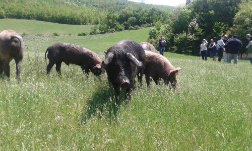 Norcia Bed & Breakfast | 20 m² Bed and breakfast ∙ 4 guests
