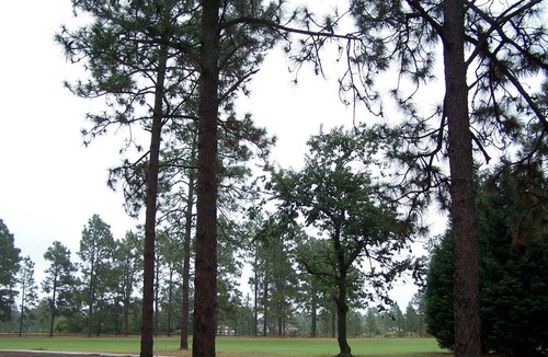 Foxfire Condo | 222 Foxkroft Dr. Foxfire Village Golf Front Condo 2/2 Sleeps 6 Swimming Pool