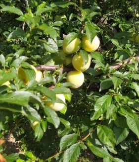 Tolfa House | Azienda Agricola Biologica La Cardellina