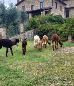 San Venanzo House | Bio Agriturismo Olivastrella