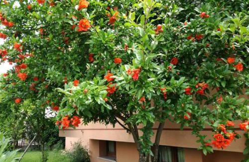 Segusino Apartment | Casa Vacanze - SportHoliday House Segusino-Valdobbiadene