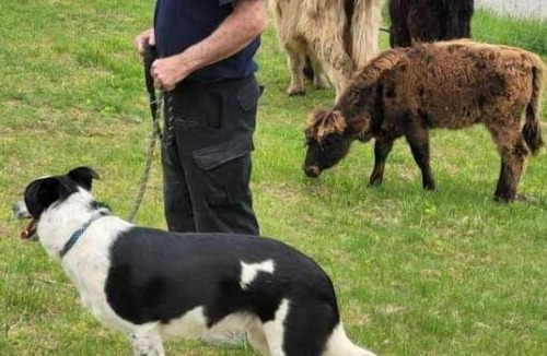 Freedom RV Rental | Celtic Glen Farm Stay - Shadow of hedge H