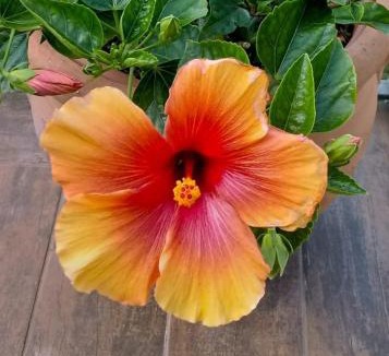 Castiglioncello Apartment | Hibiscus