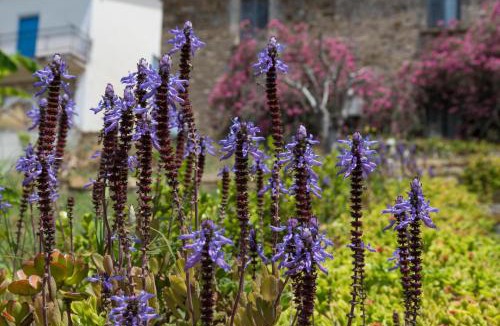 Castellabate Bed & Breakfast | Il Brillocco
