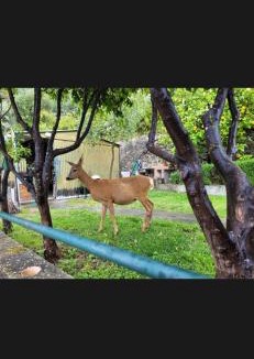 Pieve Ligure Bed & Breakfast | Il Gabbiano Di Pieve
