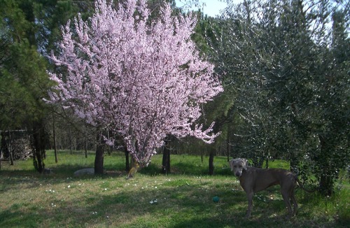 Cerreto Guidi House | Il Cigliere your holiday home in the heart of Tuscany