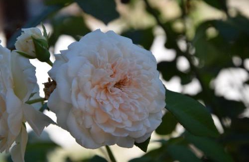 Acquasparta Bed & Breakfast | La Casa Nell'Oliveto Bed & Breakfast