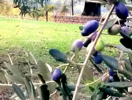 Orte Villa | Le Querce Antiche
