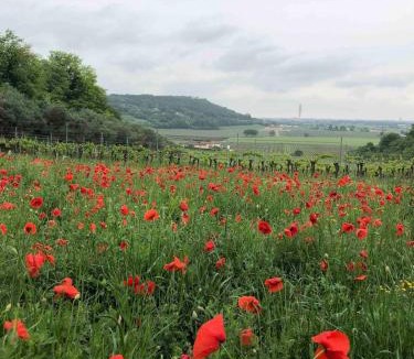 Nord-Est House | Panoramic accomodation
