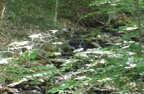Davis Ski Chalet | Rippling Waters is a very short walk to Timberline Mountain and Slopes!