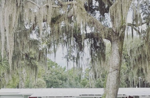 Satsuma RV Rental | Shell Harbour Resort Cabin #6