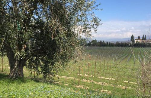 Calmasino Apartment | Tenuta La Cà