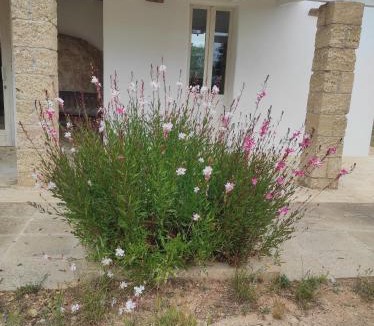 Racale Apartment | Trullo Contrada Specchi