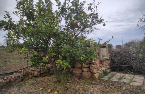 Racale Apartment | Trullo Contrada Specchi