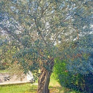 Crecchio House | Villa Antonina 2