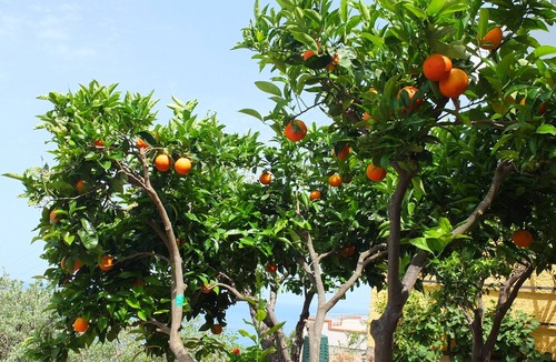 Belmonte Calabro Villa | Villa with ocean view and peaceful setting, minutes by car to the beach
