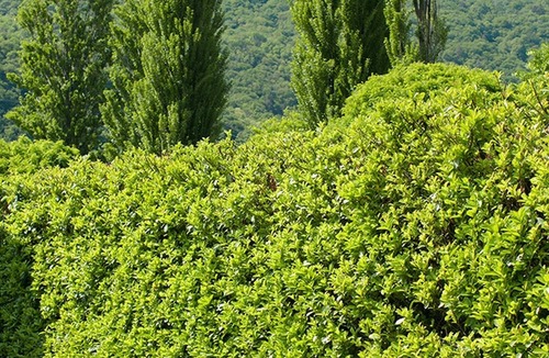 Cannobio House | Well-kept 5-room house with sun terrace and large solarium