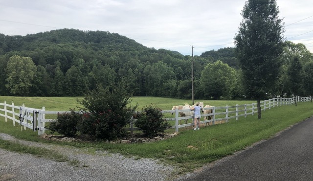 Tlea Farm Mountain Log Cab. 73 Acres of Trails and Horse Paddocks 2 Steams+Lake
