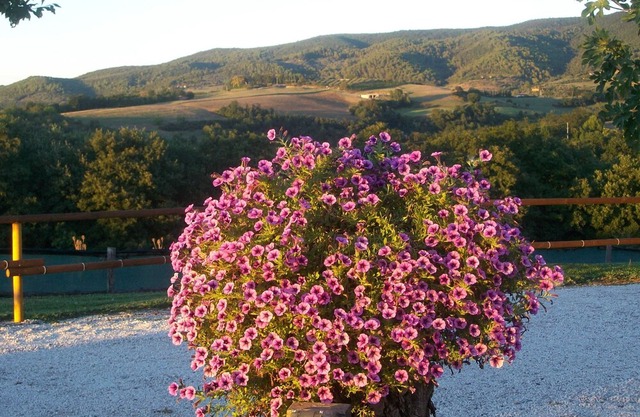 IL PINO: apartment within farmhouse just 15 minutes far from Assisi.