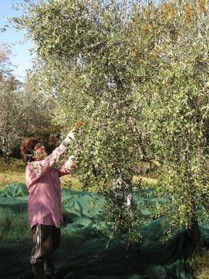 Photo of Others in Civitella Paganico