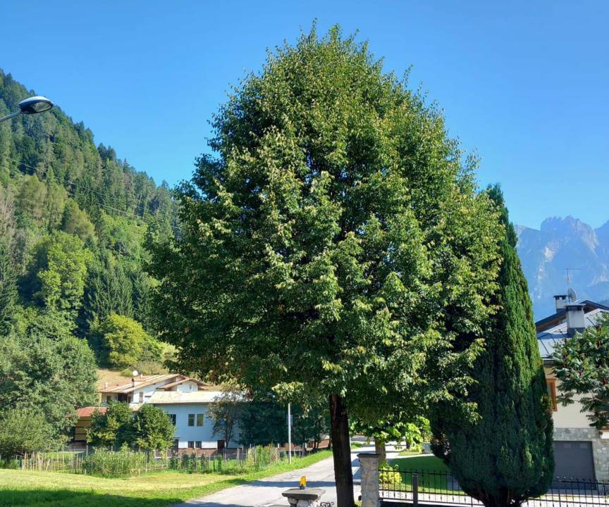 Photo of Outdoor in Lozzo di Cadore