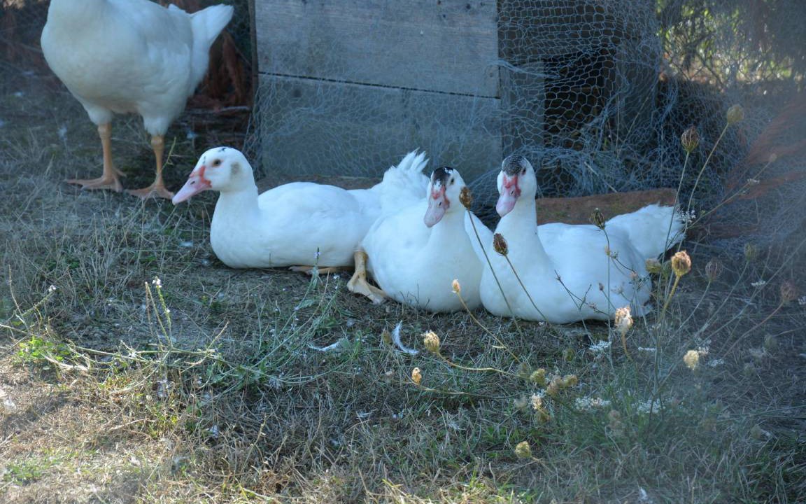 Photo of Others in Ponte di Gabbiano