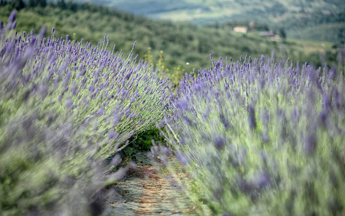 Photo of Others in Panzano in Chianti
