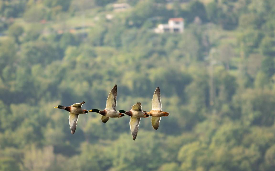 Photo of Others in Zorzino