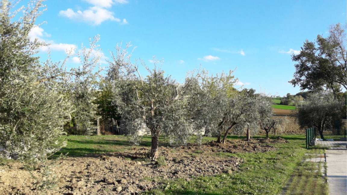 Photo of Others in Fossombrone