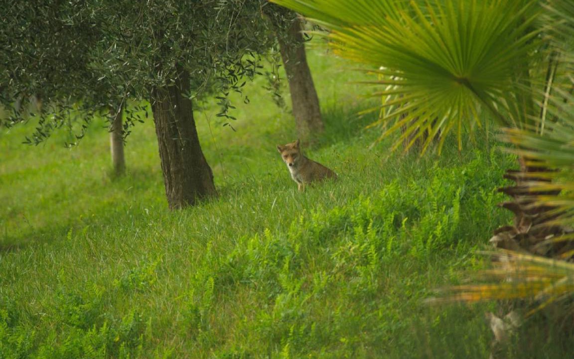 Photo of Others in Ripatransone