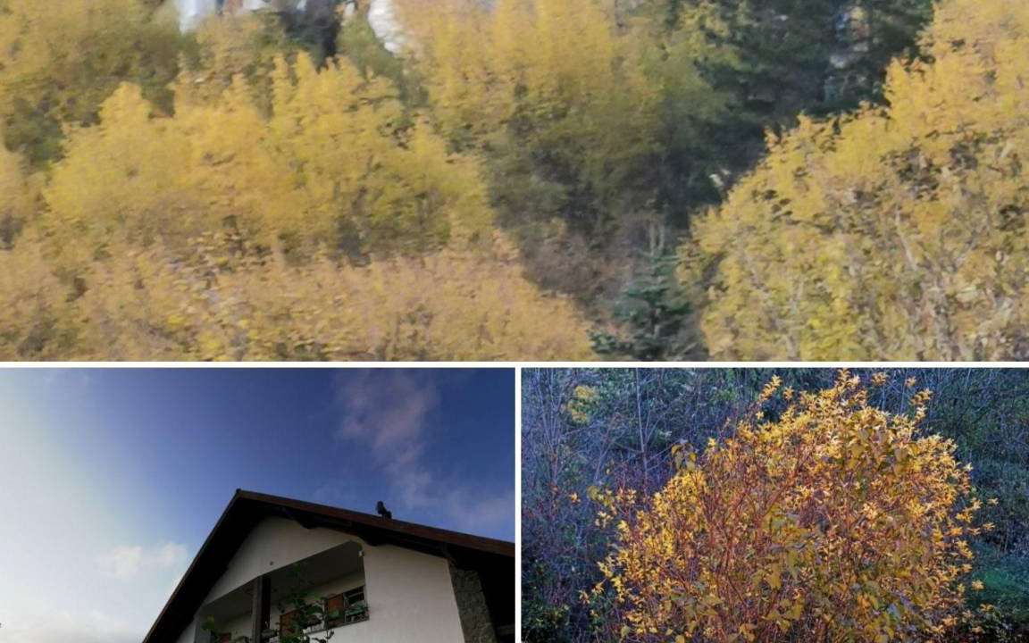 Photo of Others in Borzonasca