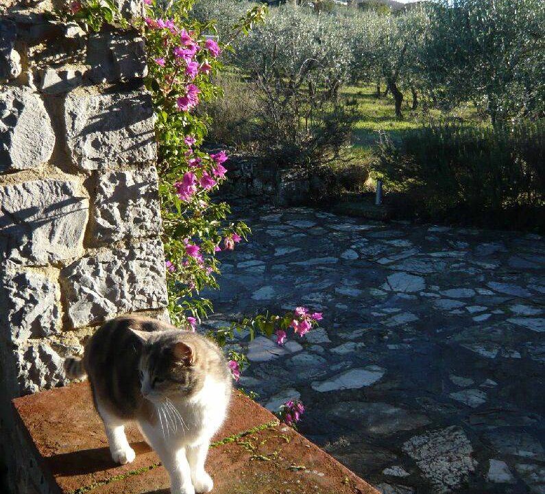 Photo of Others in Gaiole in Chianti